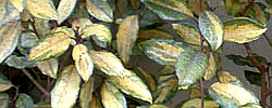 Care of the shrub Elaeagnus pungens or Thorny olive.