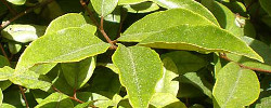 Care of the shrub Elaeagnus x reflexa or Elaeagnus hybrid.