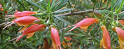 Cuidados de la planta Eremophila maculata o Arbusto Emu manchado.