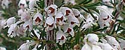 Care of the plant Erica arborea or Tree heather.