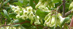 Care of the shrub Escallonia illinita or Escallonia viscosa.