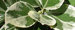 Cuidados de la planta Euonymus fortunei o Bonetero enano.