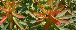 Cuidados de la planta Euphorbia dendroides o Lechetrezna arbórea.