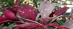 Cuidados de la planta Euphorbia umbellata o Lechero africano.