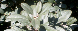 Care of the plant Frangula californica or Coffeeberry.