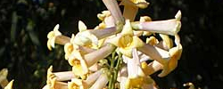 Cuidados del arbusto Freylinia lanceolata o Campanas de miel.