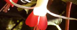 Care of the plant Fuchsia x hybrida or Hybrid fuchsia.