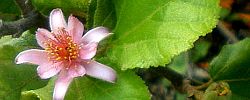 Cuidados del arbusto Grewia lasiocarpa o Forest raisin.