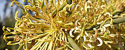 Cuidados de la planta Hakea recurva o Arbusto aguja.