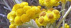 Care of the shrub Helichrysum splendidum or Cape gold.