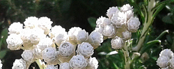 Cuidados del arbusto Helichrysum teretifolium o Gnaphalium teretifolium.