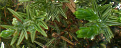 Care of the plant Juniperus brevifolia or Azores juniper.