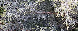 Cuidados del arbusto Juniperus horizontalis o Enebro rastrero.