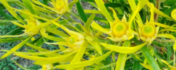 Care of the plant Leucadendron eucalyptifolium or Gum-leaf conebush.