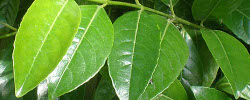 Cuidados de la planta Ligustrum lucidum o Aligustre.