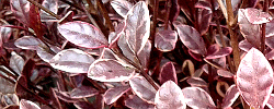 Cuidados de la planta Lophomyrtus x ralphii o Pequeña estrella.
