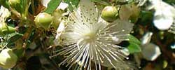 Cuidados de la planta Myrtus communis, Mirto o Arrayán.