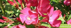Care of the plant Nerium oleander or Oleander.