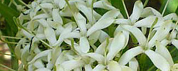 Cuidados de la planta Pavetta lanceolata o Llanto de novia.