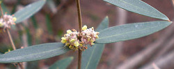 Care of the shrub Phillyrea angustifolia or Jasmine box.