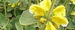 Cuidados de la planta Phlomis fruticosa, Salvia Amarilla o Flomis.