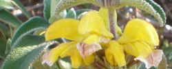 Cuidados de la planta Phlomis cypria o Salvia de Chipre.