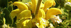 Cuidados de la planta Phlomis lycia o Salvia de Jerusalén.