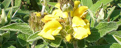 Care of the shrub Phlomis viscosa or Viscid Jerusalem Sage.