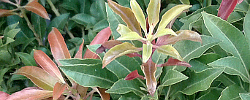 Care of the shrub Pieris japonica or Japanese andromeda.