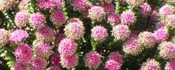 Care of the shrub Pimelea ferruginea or Rice Flower.