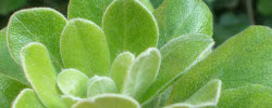 Care of the plant Pittosporum crassifolium or Karo.