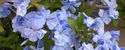 Care of the plant Plumbago capensis or Blue plumbago.