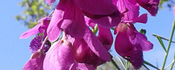 Cuidados de la planta Polygala virgata o Escoba púrpura.