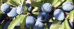 Care of the plant Prunus spinosa or Blackthorn.