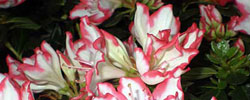 Cuidados del arbusto Rhododendron indicum o Azalea.