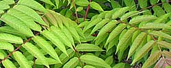 Cuidados del arbusto Rhus typhina, Ruso Zumaque de Virginia.