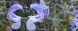 Care of the plant Salvia africana or Blue African sage.