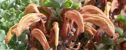 Care of the plant Salvia aurea or Beach sage.