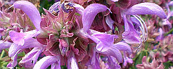Cuidados de la planta Salvia canariensis o Salvia canaria.