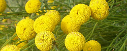 Care of the shrub Santolina rosmarinifolia or Green Lavender Cotton.