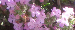 Cuidados de la planta Satureja thymbra o Ajedrea rosa.