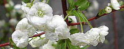 Care of the shrub Spiraea prunifolia or Bridalwreath spirea.
