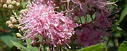 Care of the shrub Spiraea salicifolia or Bridewort.