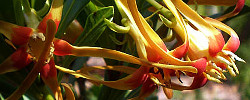 Cuidados de la planta Strophanthus speciosus o Cuerda venenosa.