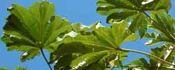 Care of the plant Tetrapanax papyrifer or Rice Paper Plant.