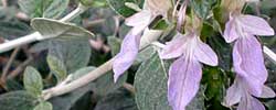 Cuidados de la planta Teucrium fruticans, Salvia amarga o Teucrio.