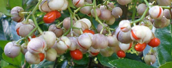 Cuidados de la planta Viburnum awabuki o Viburno dulce.