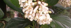 Care of the plant Viburnum suspensum or Sandankwa viburnum.
