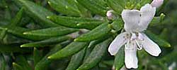 Cuidados del arbusto Westringia fruticosa o Romerino.