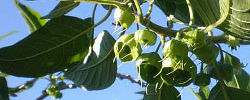 Cuidados del arbusto Withania aristata u Orobal del país.
